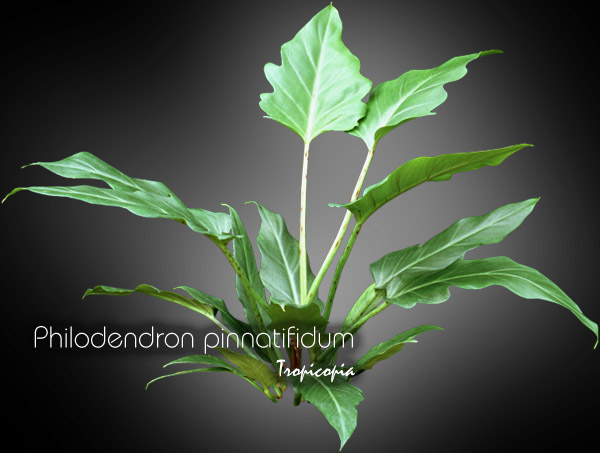 Philodendron - Philodendron pinnatifidum - Philodendron fougère  - Fernleaf Philodendron 